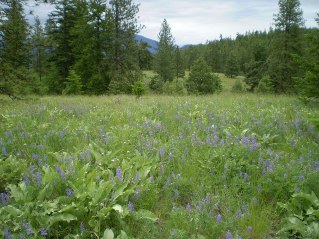 Looking east at the large meadows, Mahoney Lake to Hawthorne Mountain, 2011-06.