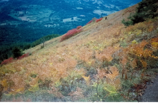 Looking down into valley from trail back to Elk Mountain 2006-10.