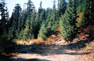 Clearing where start of the crest trail to Mount Laughington was found, 2003-10.