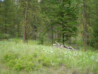 Trail comes into a clearing with wood piles, Mahoney Lake to Hawthorne Mountain, 2011-06.