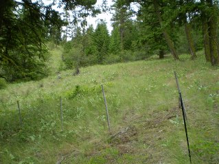 Trail leads to a fence with a gap to slide under it, Mahoney Lake to Hawthorne Mountain, 2011-06.