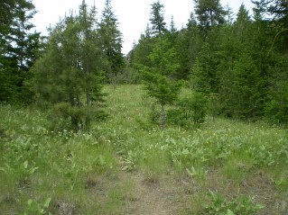 Trail continues to head north, Mahoney Lake to Hawthorne Mountain, 2011-06.