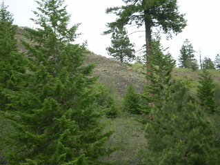 Deer on a ridge above watching, Mahoney Lake to Hawthorne Mountain, 2011-06.