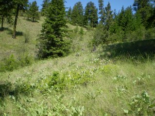 After fence trail is found ahead to the left by rock pile, Mahoney Lake to Hawthorne Mountain, 2011-06.