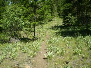 Trail heads through a mix of meadows and forest along the ridge, Mahoney Lake to Hawthorne Mountain, 2011-06.