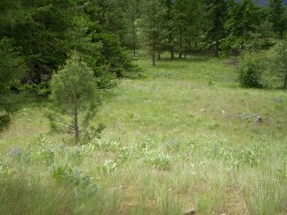 Looking back at where trail came out into large meadows, Mahoney Lake to Hawthorne Mountain, 2011-06.