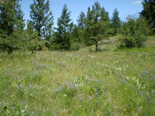 A short distance later trail disappears into large meadows, Mahoney Lake to Hawthorne Mountain, 2011-06.