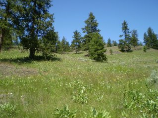 Trail disappears into large grassy meadows, Mahoney Lake to Hawthorne Mountain, 2011-06.