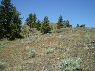 Climbing up to the top of the high point, Mahoney Lake to Hawthorne Mountain, 2011-06.
