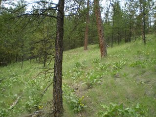 Trail is found on far side of meadow heading northwest, Mahoney Lake to Hawthorne Mountain, 2011-06.