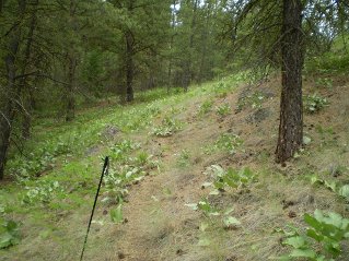 Trail found on far side of meadow, Mahoney Lake to Hawthorne Mountain, 2011-06.