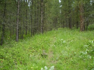 Trail continues northwest overgrown at times, Mahoney Lake to Hawthorne Mountain, 2011-06.